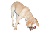 vinyl dumbbell  medium  with squeaker