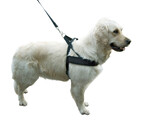 MIAMI PLUS dog harness Grith 65-85cm