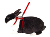 Harnesses for rabbits  assorted colours