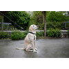 MAXI LEADER training harness set  size 1  black