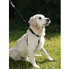 MAXI LEADER training harness set  size 1  black