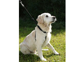 MAXI LEADER training harness set  size 1  black