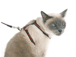 Kit pour chat harnais/laisse/collier