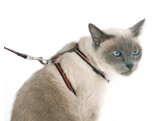 Set van halsband  tuig en lijn v. katten  reflecterend