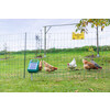 Poultry Net Set 50 m  green incl. solar unit S250   accessory